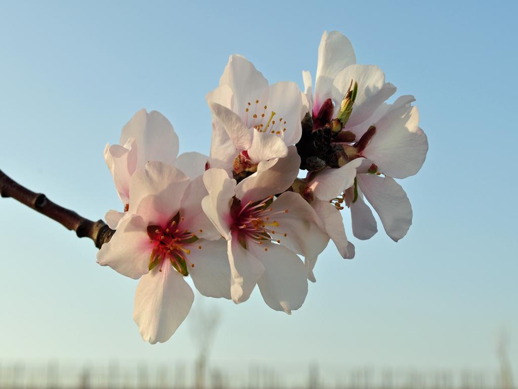 Hofgarten Rosa Ilbesheim bei Landau in der Pfalz Екстериор снимка